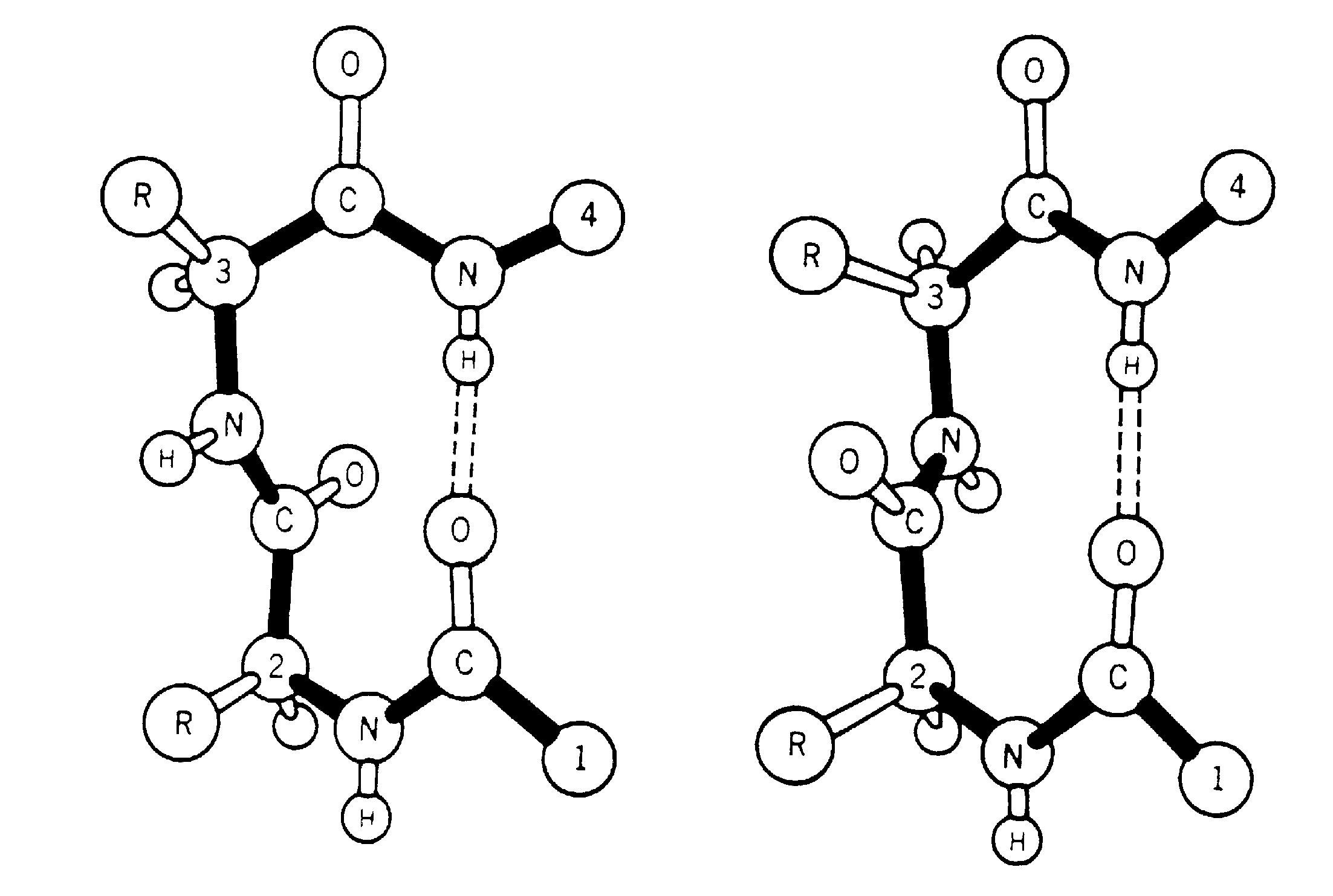 turns in proteins