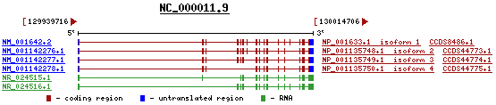 gene image