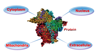 localization subcellular protein proteins clues valuable provide its raghava