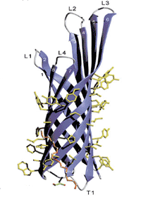 Transmembrane Beta Barrel Prediction Server