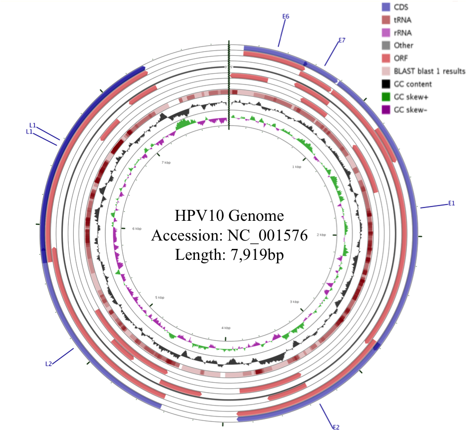 hpv10