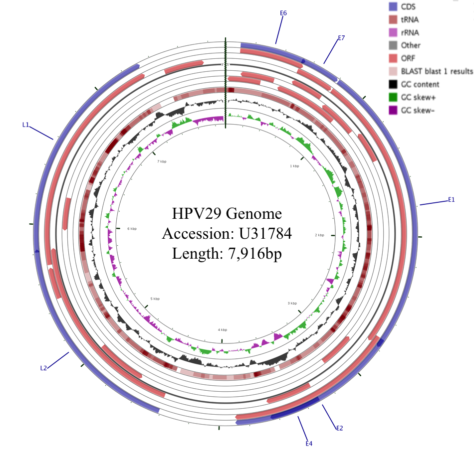 hpv29