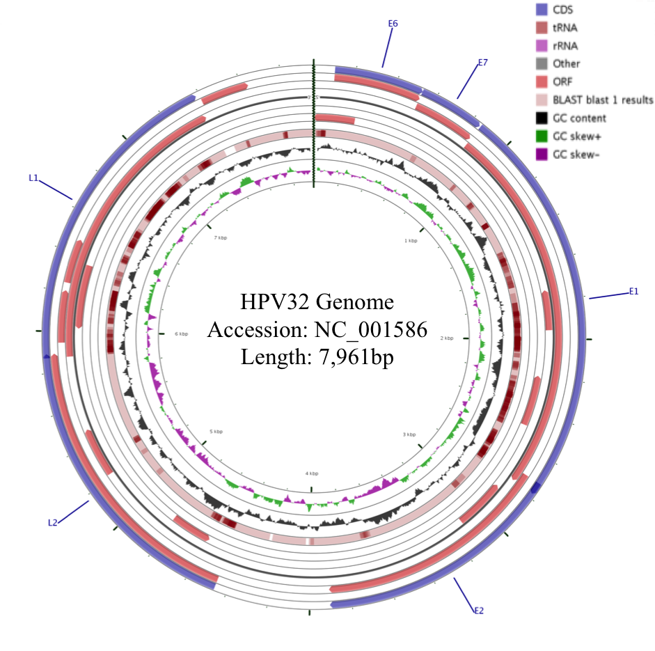 hpv32