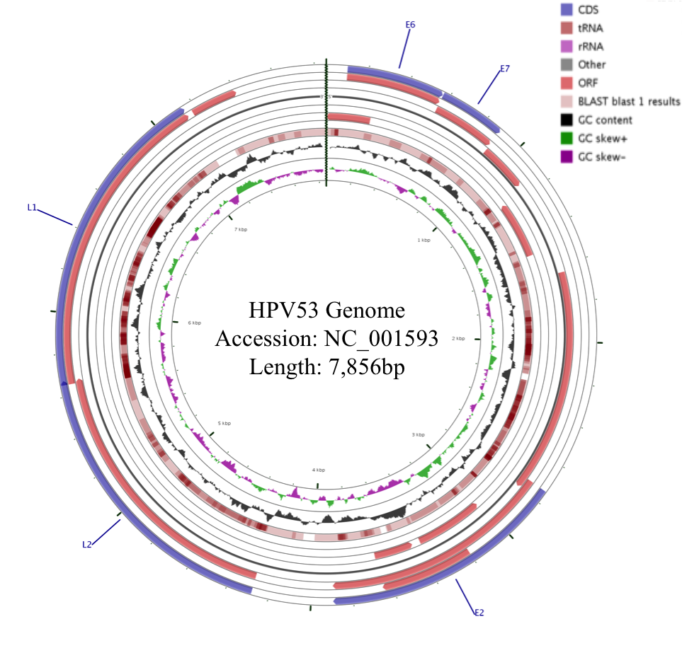 hpv53