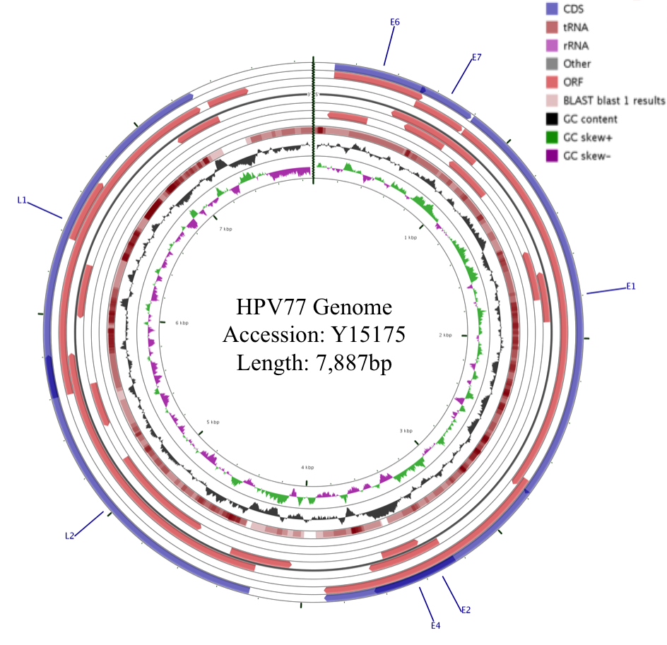 hpv77