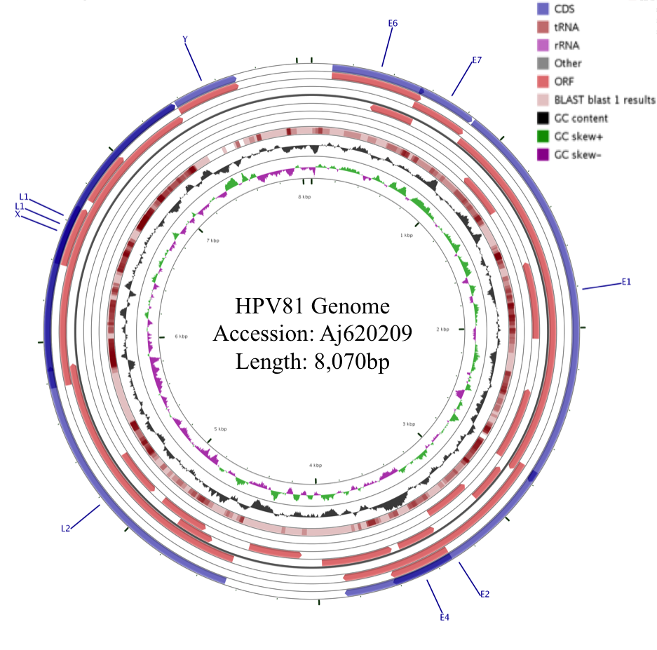 hpv81