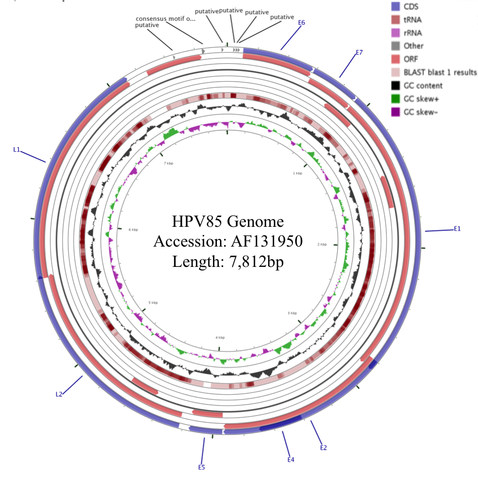 hpv85