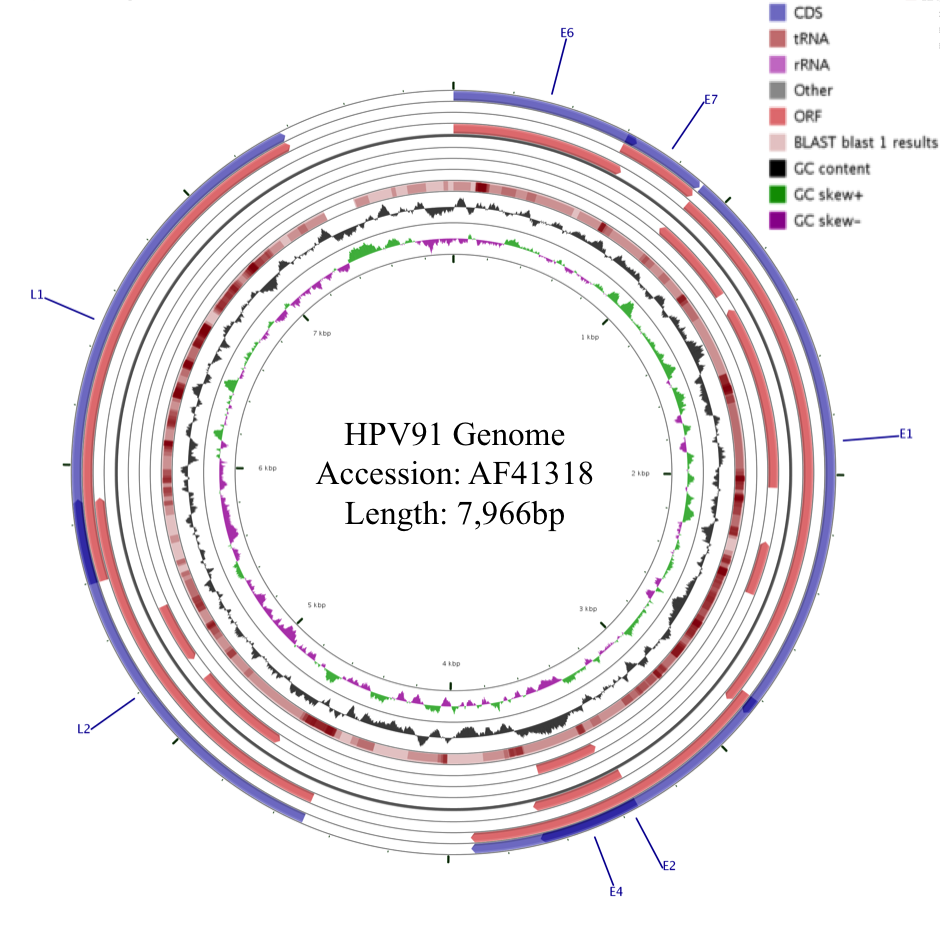 hpv91