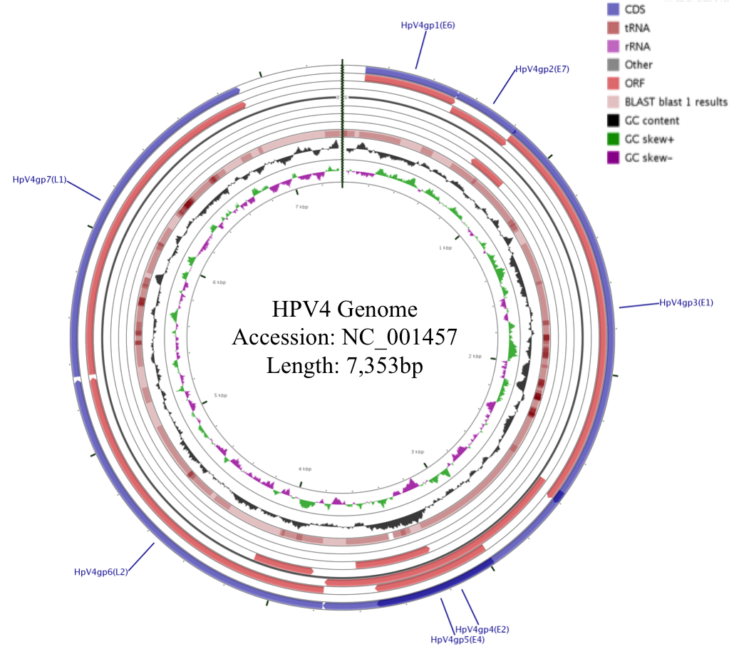 hpv2