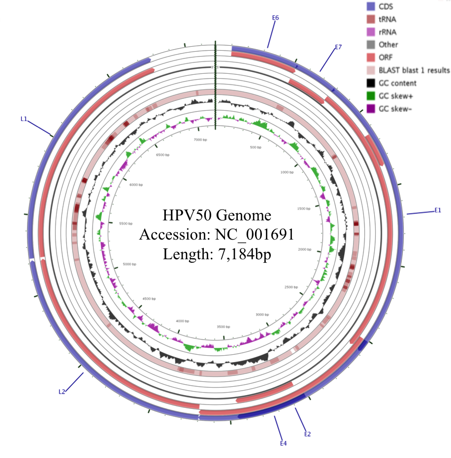 hpv2
