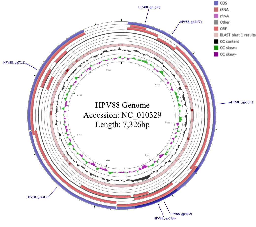 hpv88