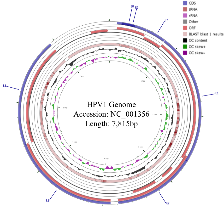 hpv1
