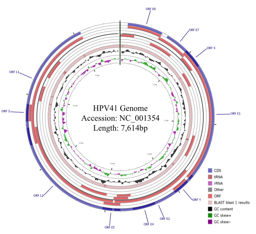 hpv41